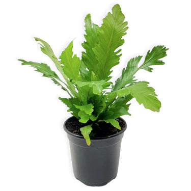 Asplenium Nidus - Bird's Nest Fern